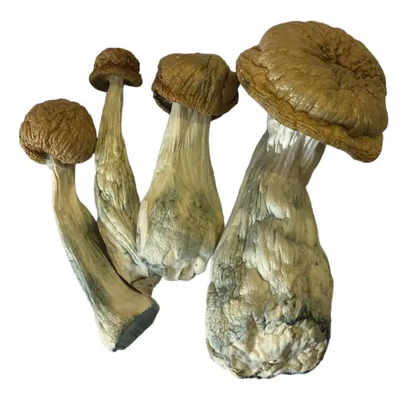 psilocybe cubensis penis envy