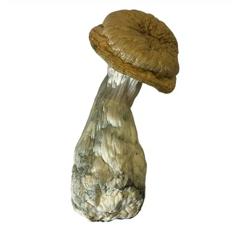 Psilocybe cubensis penis envy 2 gramas